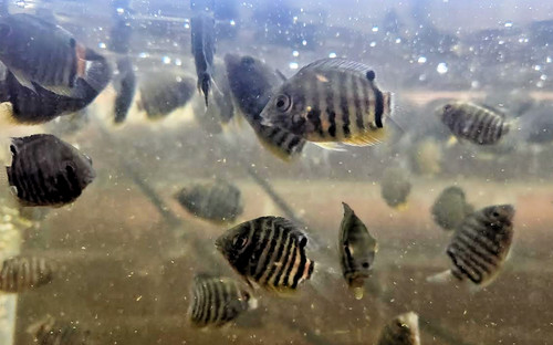 Green severum appx - severum, 2"