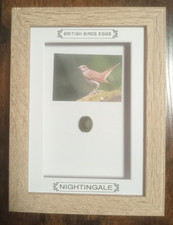 Framed British Birds Eggs