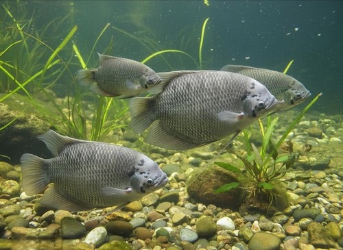 Giant gourami 3 inches - ,