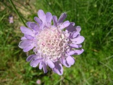 Dwarf Small Scabious 100 seeds. Native. Scabiosa colombaria.