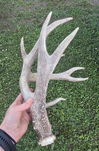 Non typical half - typical, rack