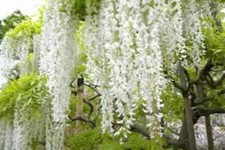 3 x  White Wisteria Seeds -