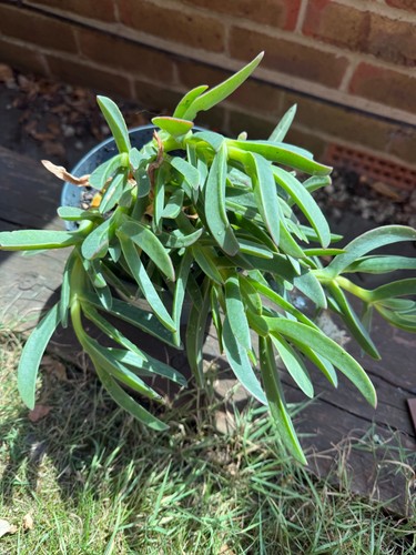 Carpobrotus edulis hottentot - carpobrotus,