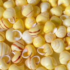 10 pcs Yellow Sea Grape Snail