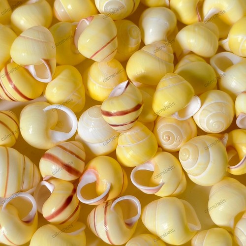 Natural yellow sea - natural, grape