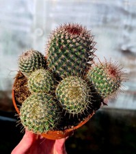 Mammillaria Matudae |