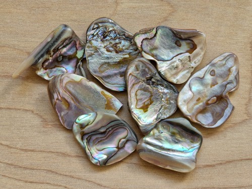Abalone shell mm - abalone,