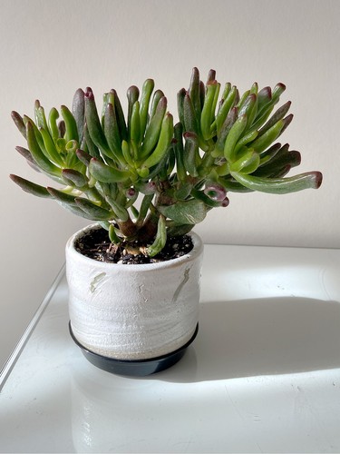Crassula ovata gollum - ovata, 'gollum'