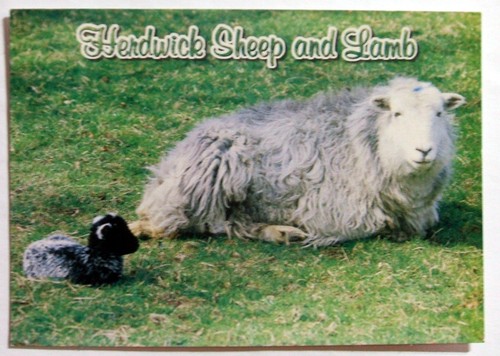 Postcard herdwick sheep - herdwick,