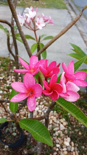 Neon pink in plumeria - neon, 11"-12