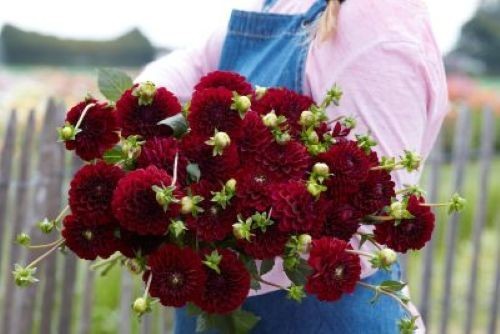 Dahlia tuber maroon - dahlia,