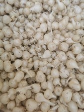 30 x Allium triquetum Bulbs. Edible, Wild Onion/garlic flavour and easy to grow.