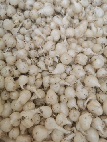 Allium triquetum bulbs - allium,