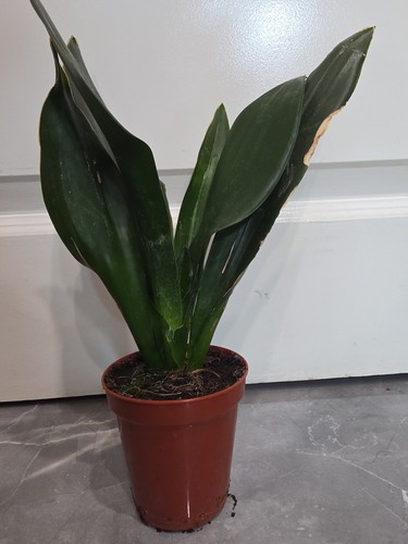 Sansevieria moonshine snake - sansevieria,