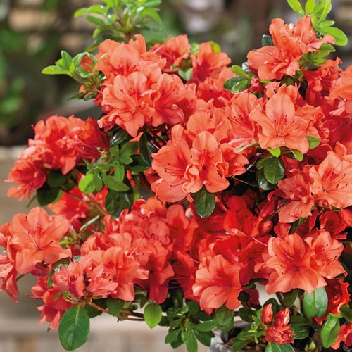 Azalea orange beauty - azalea,