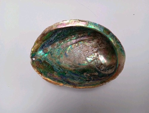 Beautiful abalone paua - beautiful, sea