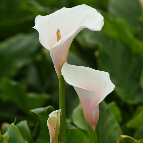 Arum lily pink splash - splash', seeds