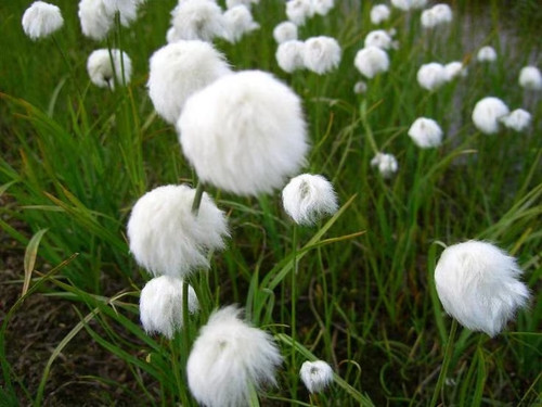 Eriophorum angustifolium - eriophorum, 20