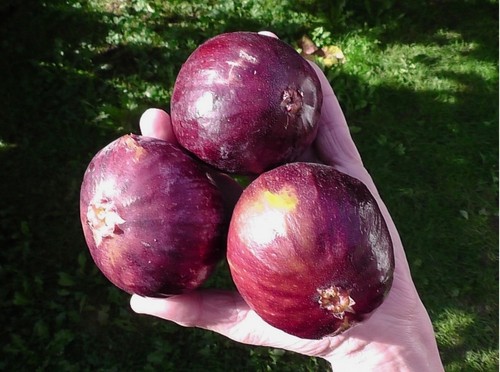 Fig tree from cyprus - from,