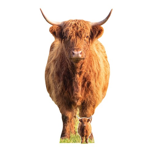 Highland cow cardboard cutout - highland,