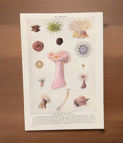 Vintage 1950s sea anemones - 1950s,