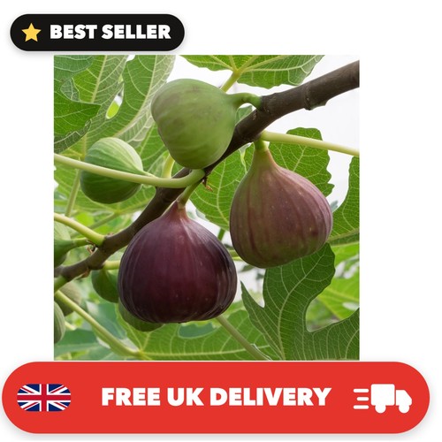 Fig tree brown standard - fig, '
