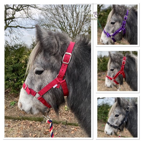 Pack nylon headcollars - 5-pack,