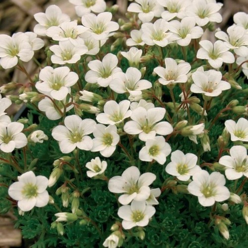 Saxifraga mossy white star 3 - x,