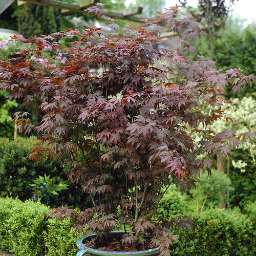 Garden trees x japanese - garden, trees,