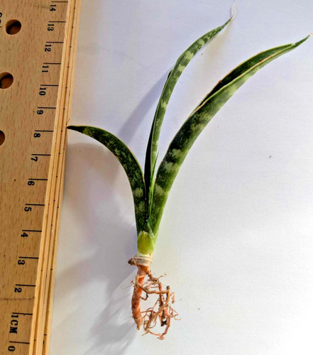 Sansevieria fernwood mikado - sansevieria,