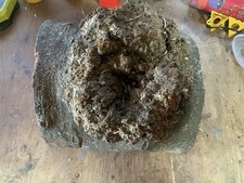 Spalted Beech Burr Bowl Blank