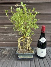 Bonsai Tree Serissa Snow Rose