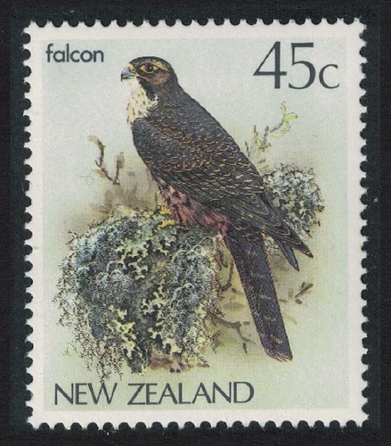 Falcon bird new zealand - new,
