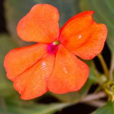 50x Orange Busy Lizzie Seeds