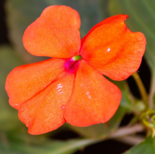 50x orange busy lizzie - 50x, seeds