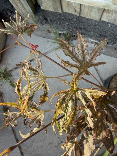 Acer palmatum mikazuki rare - acer,