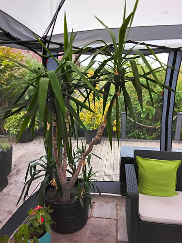 Large potted yucca houseplant - large,