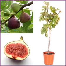 Large Fig Tree 'Brown Turkey' 3ft Tall in a 3L Pot, Ready to Fruit, Sweet Taste