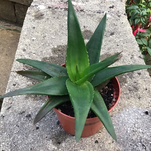 Haworthia plant with pups - ,