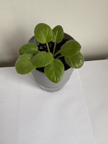 African violet saintpaulia - 1,