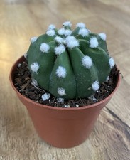 Echinopsis Subdenudata  |