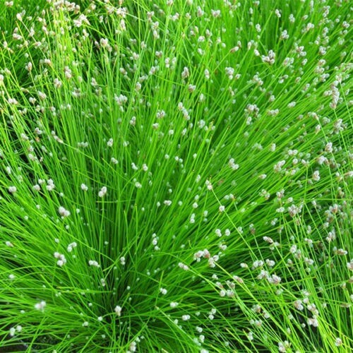 Scirpus cernuus oxygenating - scirpus,