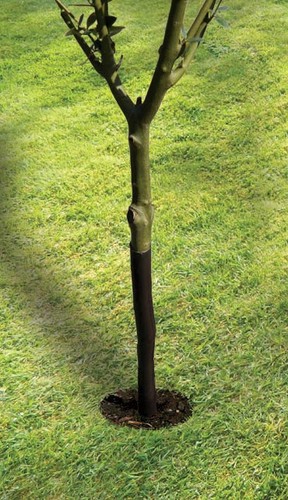 61cm spiral tree guard - tree,