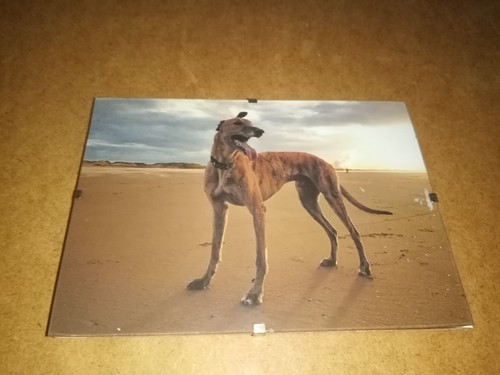 Greyhound picture clip - greyhound,