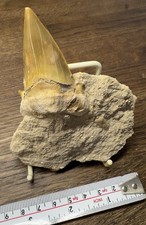 Fossil Shark Tooth