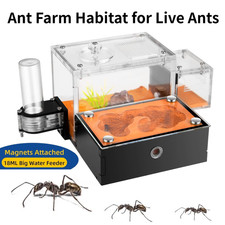 Ant Farm Formicarium Ant Farm