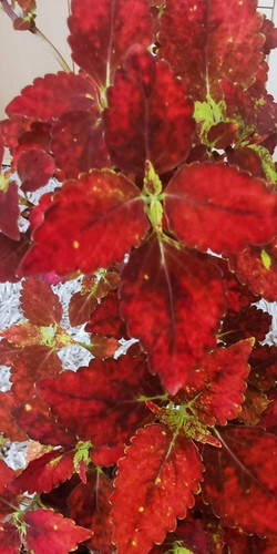 Colourful coleus soil rooted - ,