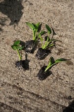 5x Small Arum Lily Flowers