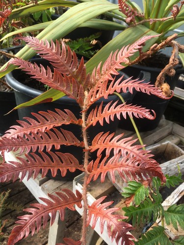 Woodwardia unigemmata red - woodwardia,