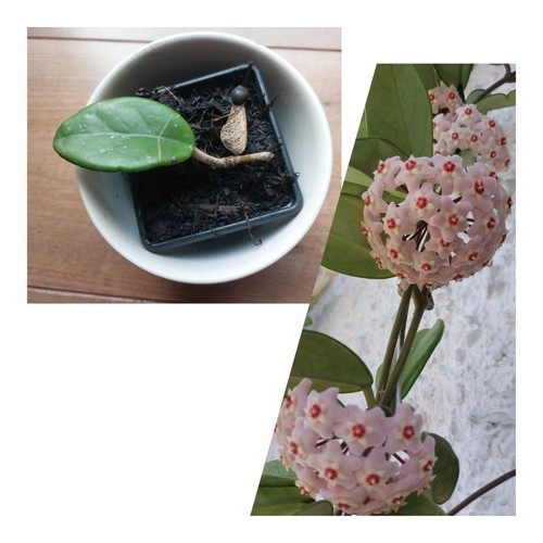Leaf one node - 1,